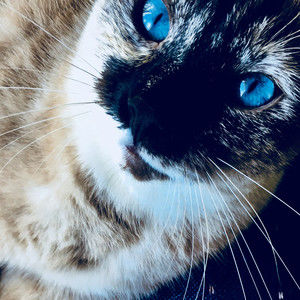 Meet your Posher, Heidi